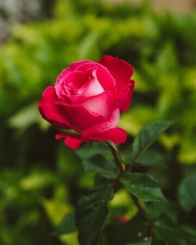 Medium selective focus beautiful pink rose 181624 33817